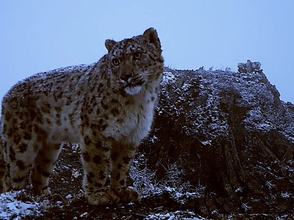 The Secret Lives Of Big Cats - The Secret Lives Of Snow Leopards