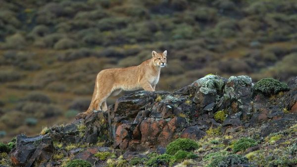 The Secret Lives Of Big Cats - The Secret Lives Of Pumas