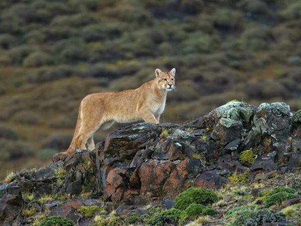 The Secret Lives Of Big Cats - The Secret Lives Of Pumas
