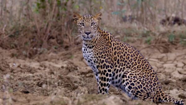 The Secret Lives Of Big Cats - The Secret Lives Of Leopards