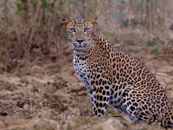 The Secret Lives Of Big Cats - The Secret Lives Of Leopards
