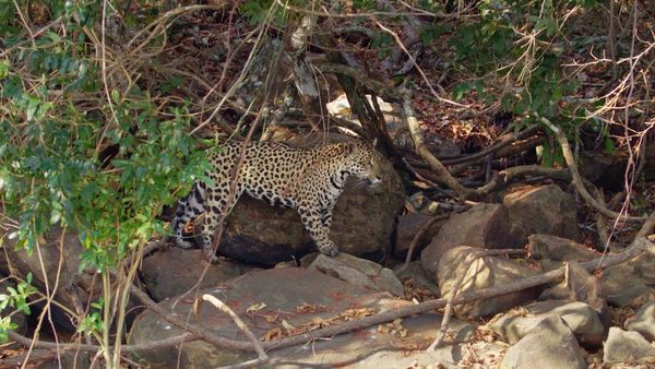 The Secret Lives Of Big Cats - The Secret Lives Of Jaguars