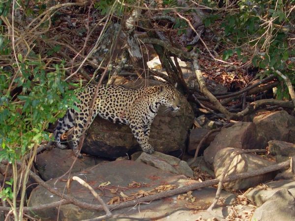 The Secret Lives Of Big Cats - The Secret Lives Of Jaguars