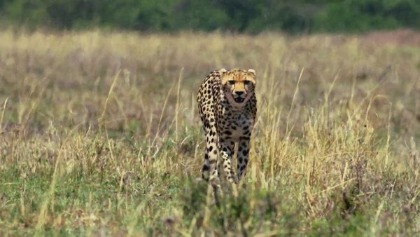 The Secret Lives Of Big Cats - The Secret Lives Of Cheetahs