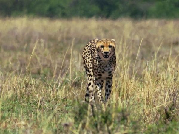 The Secret Lives Of Big Cats - The Secret Lives Of Cheetahs
