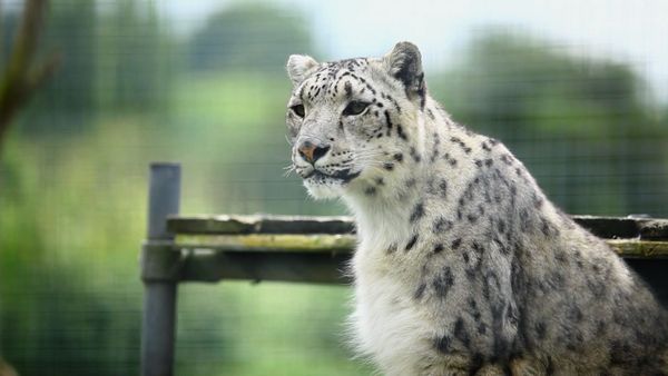 Snow Leopards of Leafy London - The Big Cat Move And Irbis: The Snow Leopard, Prepares To Give Birth!