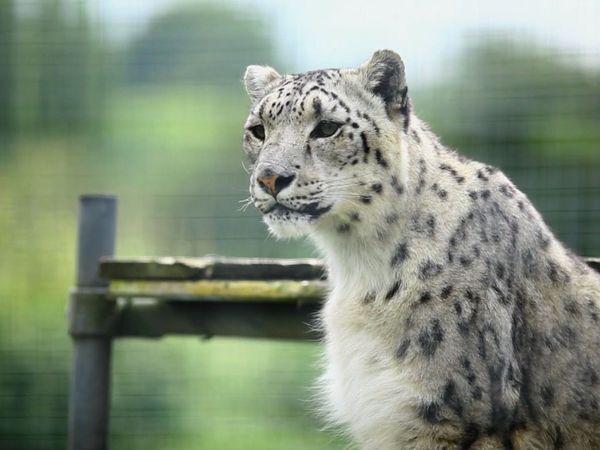 Snow Leopards of Leafy London - The Big Cat Move And Irbis: The Snow Leopard, Prepares To Give Birth!