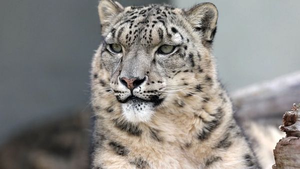 Snow Leopards of Leafy London - An Unfortunate Death That Leads To New Snow Leopard Breeding Project!
