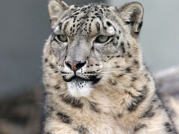 Snow Leopards of Leafy London - An Unfortunate Death That Leads To New Snow Leopard Breeding Project!