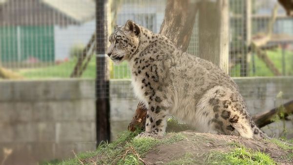 Snow Leopards of Leafy London - The Breeding Project Continues With A New Male Puma In Town!
