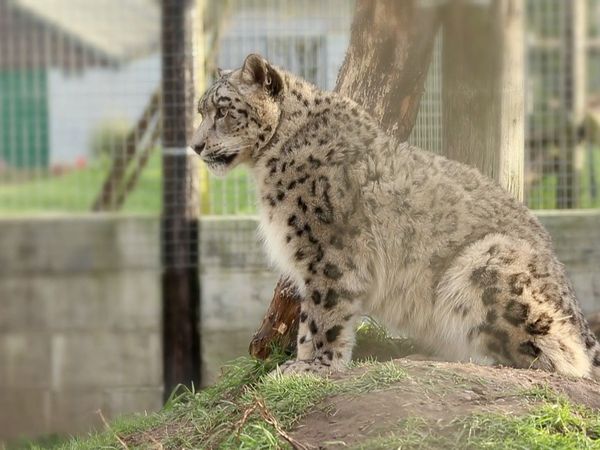 Snow Leopards of Leafy London - The Breeding Project Continues With A New Male Puma In Town!