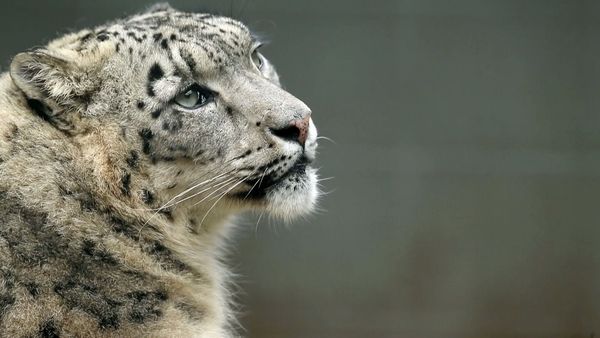 Snow Leopards of Leafy London - Salivating Snow Leopard Marks His Territory Ready For Breeding!