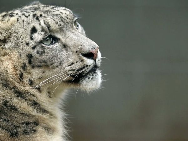 Snow Leopards of Leafy London - Salivating Snow Leopard Marks His Territory Ready For Breeding!