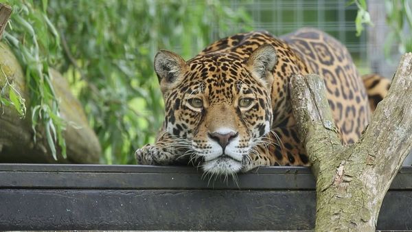 Snow Leopards of Leafy London - A Snow Leopard Love Triangle Has Developed!