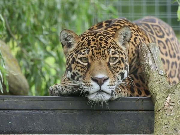 Snow Leopards of Leafy London - A Snow Leopard Love Triangle Has Developed!
