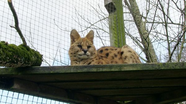 Snow Leopards of Leafy London - Love Is In The Air!