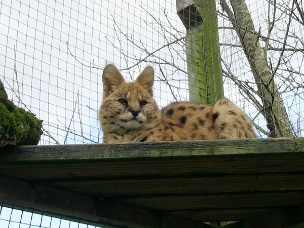 Snow Leopards of Leafy London - Love Is In The Air!
