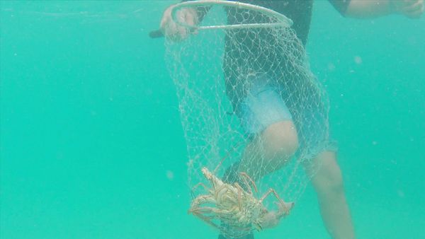 Mexico: One Plate at a Time with Rick Bayless - The Hunt for Caribbean Lobster