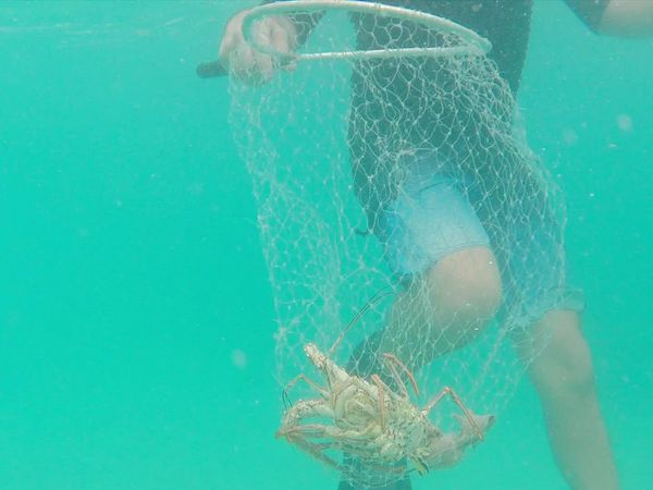 Mexico: One Plate at a Time with Rick Bayless - The Hunt for Caribbean Lobster