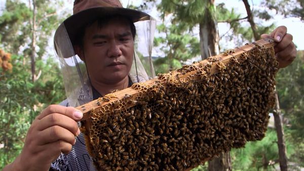 Genuss Weltweit - Die Honigsammler von Yunnan