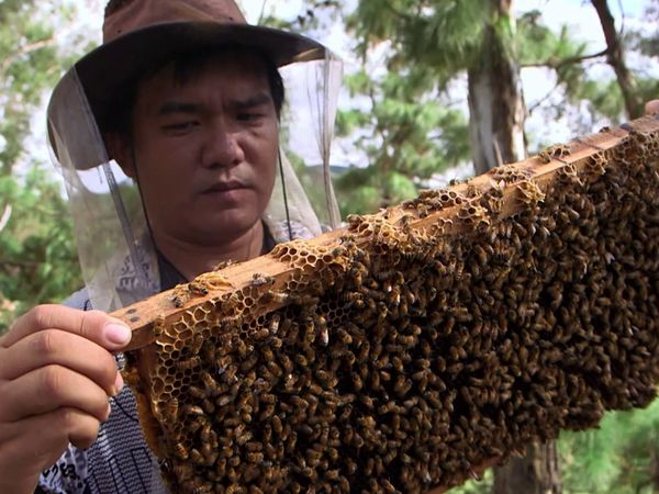 Genuss Weltweit - Die Honigsammler von Yunnan