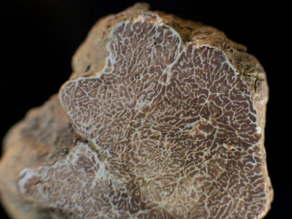 Genuss Weltweit - Kroatien, das Paradies der Trüffeljäger