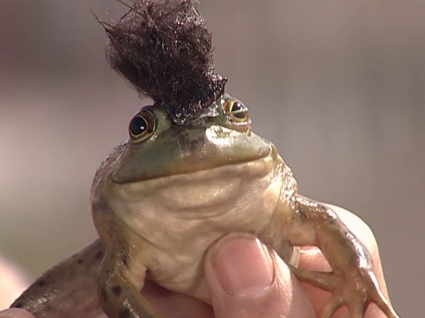 Kamen Rider Ryuki - Zolda, el Cuarto Rider