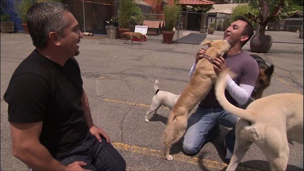 Dog Whisperer with Cesar Millan - The Dog Squad