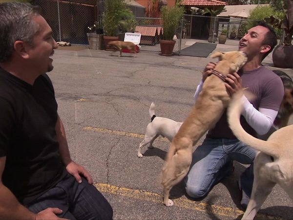 Dog Whisperer with Cesar Millan - The Dog Squad