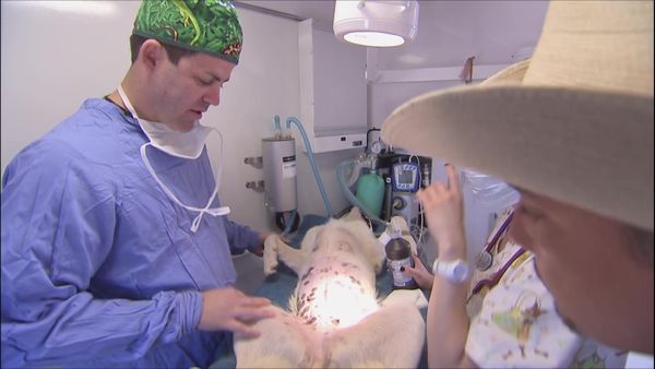 Dog Whisperer with Cesar Millan - Pooch Potato