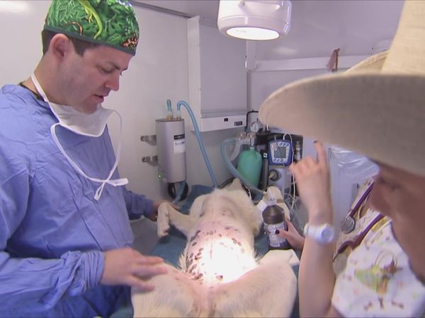 Dog Whisperer with Cesar Millan - Pooch Potato