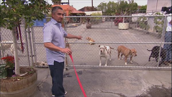 Dog Whisperer with Cesar Millan - Cat Worshipper