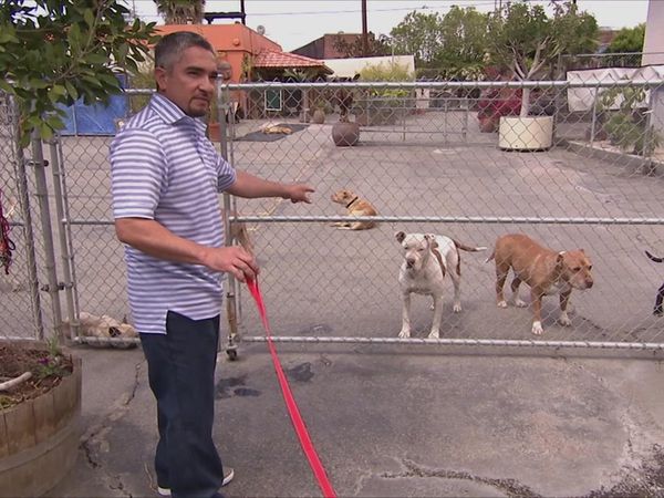 Dog Whisperer with Cesar Millan - Cat Worshipper