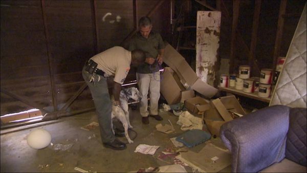 Dog Whisperer with Cesar Millan - Great Pains