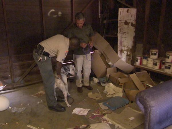 Dog Whisperer with Cesar Millan - Great Pains