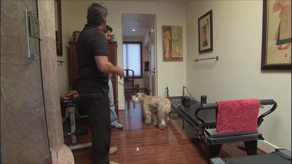 Dog Whisperer with Cesar Millan - Home Alone
