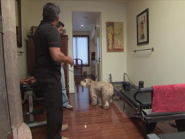 Dog Whisperer with Cesar Millan - Home Alone
