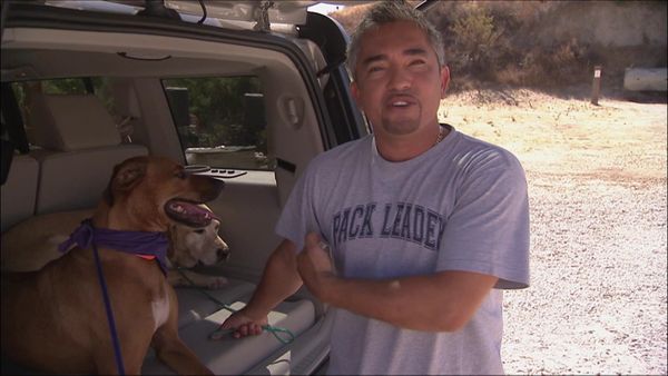 Dog Whisperer with Cesar Millan - Shell-Shocked