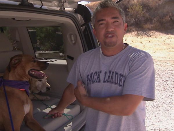 Dog Whisperer with Cesar Millan - Shell-Shocked