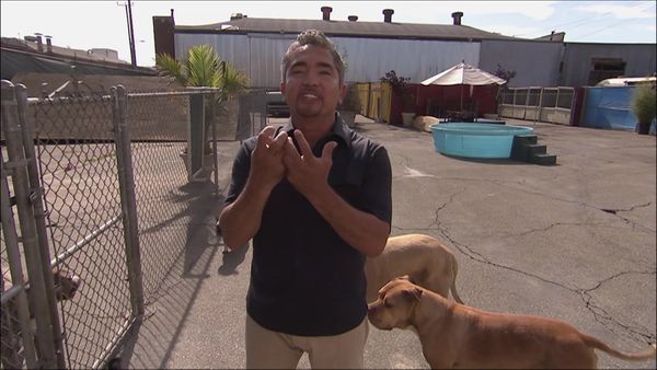 Dog Whisperer with Cesar Millan - Triple Dog Trouble