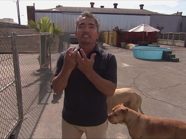 Dog Whisperer with Cesar Millan - Triple Dog Trouble