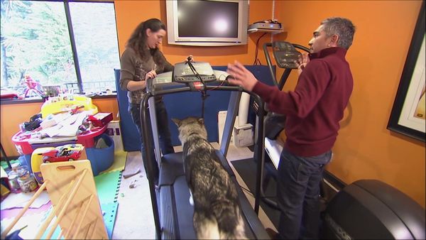 Dog Whisperer with Cesar Millan - Dark Shadow