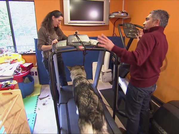 Dog Whisperer with Cesar Millan - Dark Shadow
