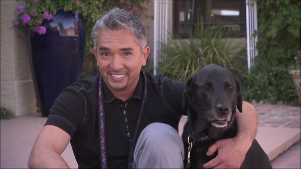 Dog Whisperer with Cesar Millan - Dueling Pit Bulls