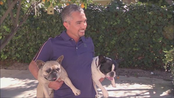 Dog Whisperer with Cesar Millan - Curbed By Cars