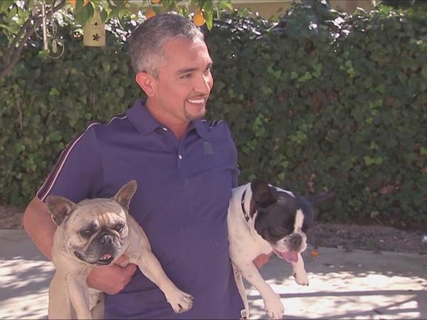 Dog Whisperer with Cesar Millan - Curbed By Cars