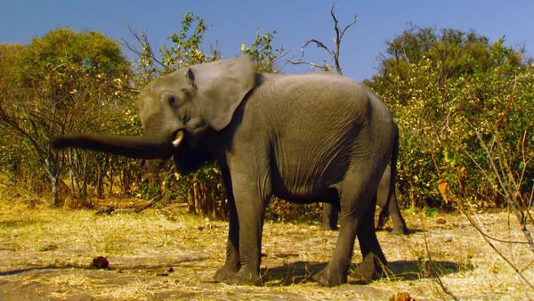 Desafío X2 - Attack of the Elephants