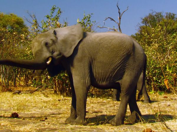 Desafío X2 - Attack of the Elephants
