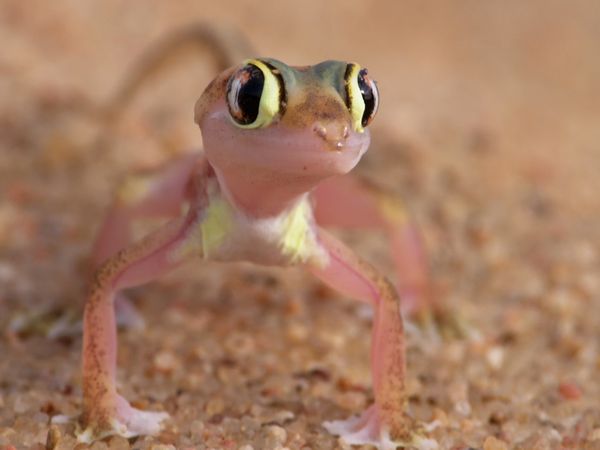 Wild Kingdoms - Desert Survivors