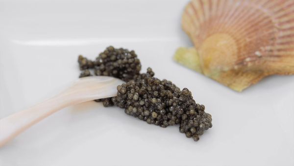 Cocina al Punto - El Caviar de Riofrio
